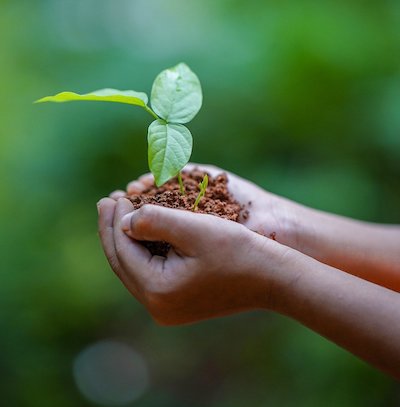 Phyris pflanzt Bäume