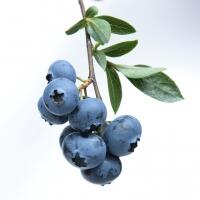 CNC Couperose Reducing - Die Wirkstoffe